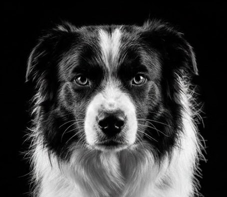 Charly, the border collie mascot of the Charly SPC vinyl plank collection